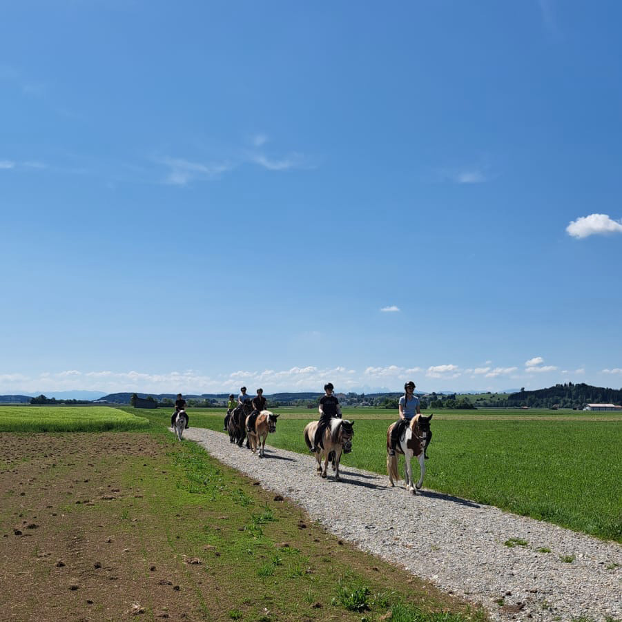 Mehrere ReiterInnen reiten auf einem Feldweg