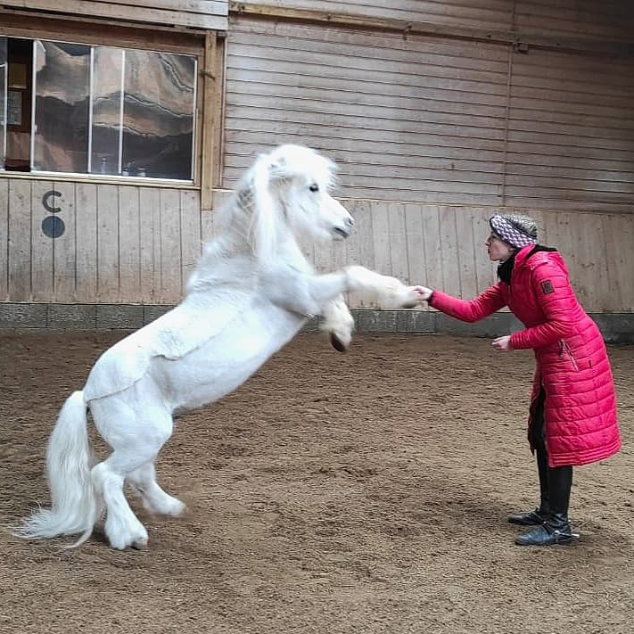 Ein weisses Pony steigt und reicht den Huf der Reitlehrerin