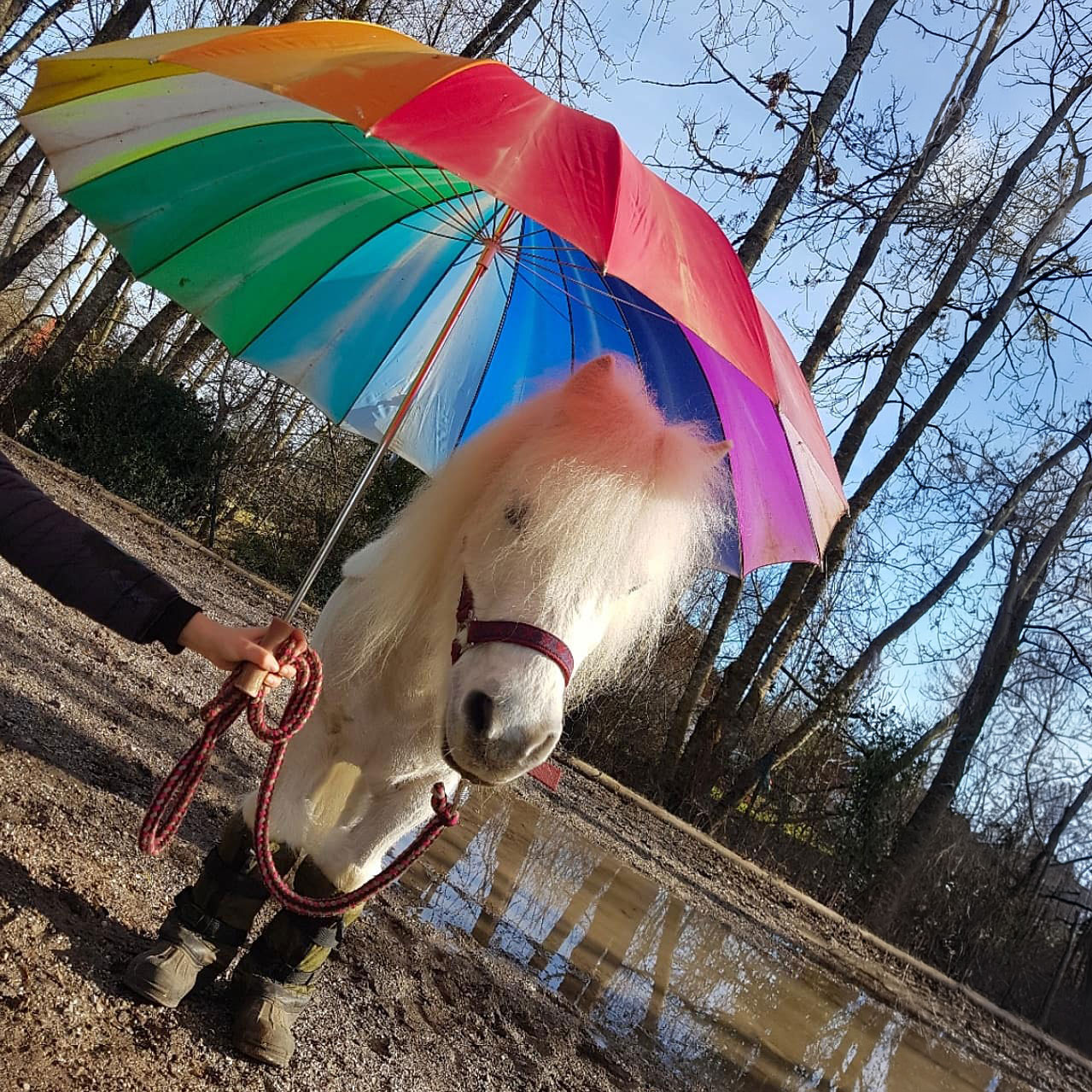 Ein weißes Pony in Gummistiefeln